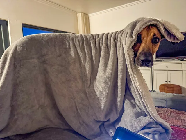 Blumtal Sherpa Blanket