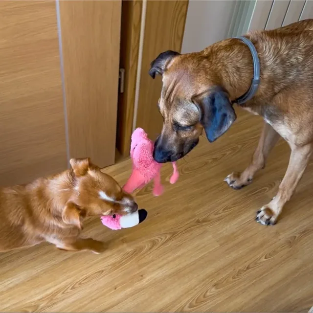 KONG Flamingo Toy