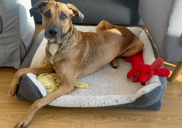 KYG Orthopaedic Dog Bed
