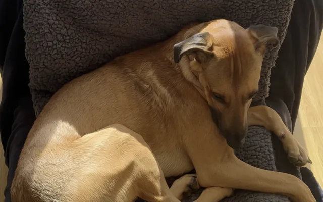 Self-Heating Pet Blanket