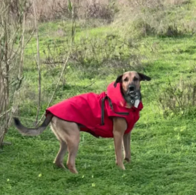 Waterproof Dog Raincoat